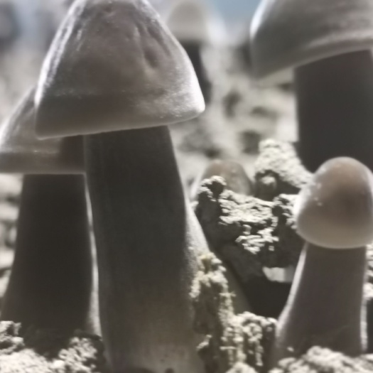 金乡县厂家直供黑皮鸡枞菌菌包鲜货干货