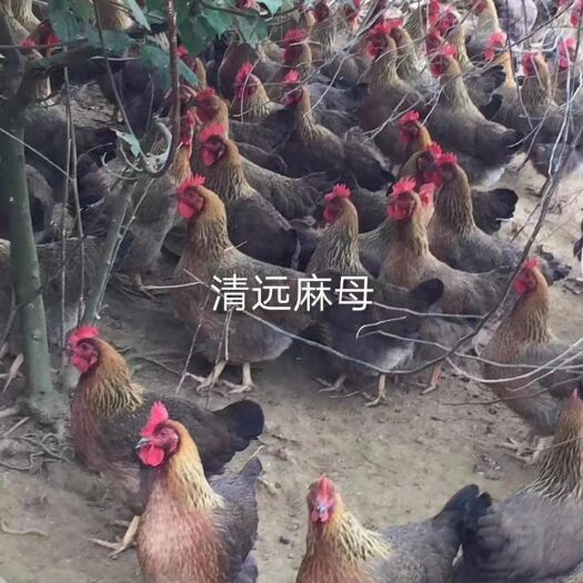 南宁清远麻鸡苗/草原红公鸡苗/二号麻公苗/质量可靠