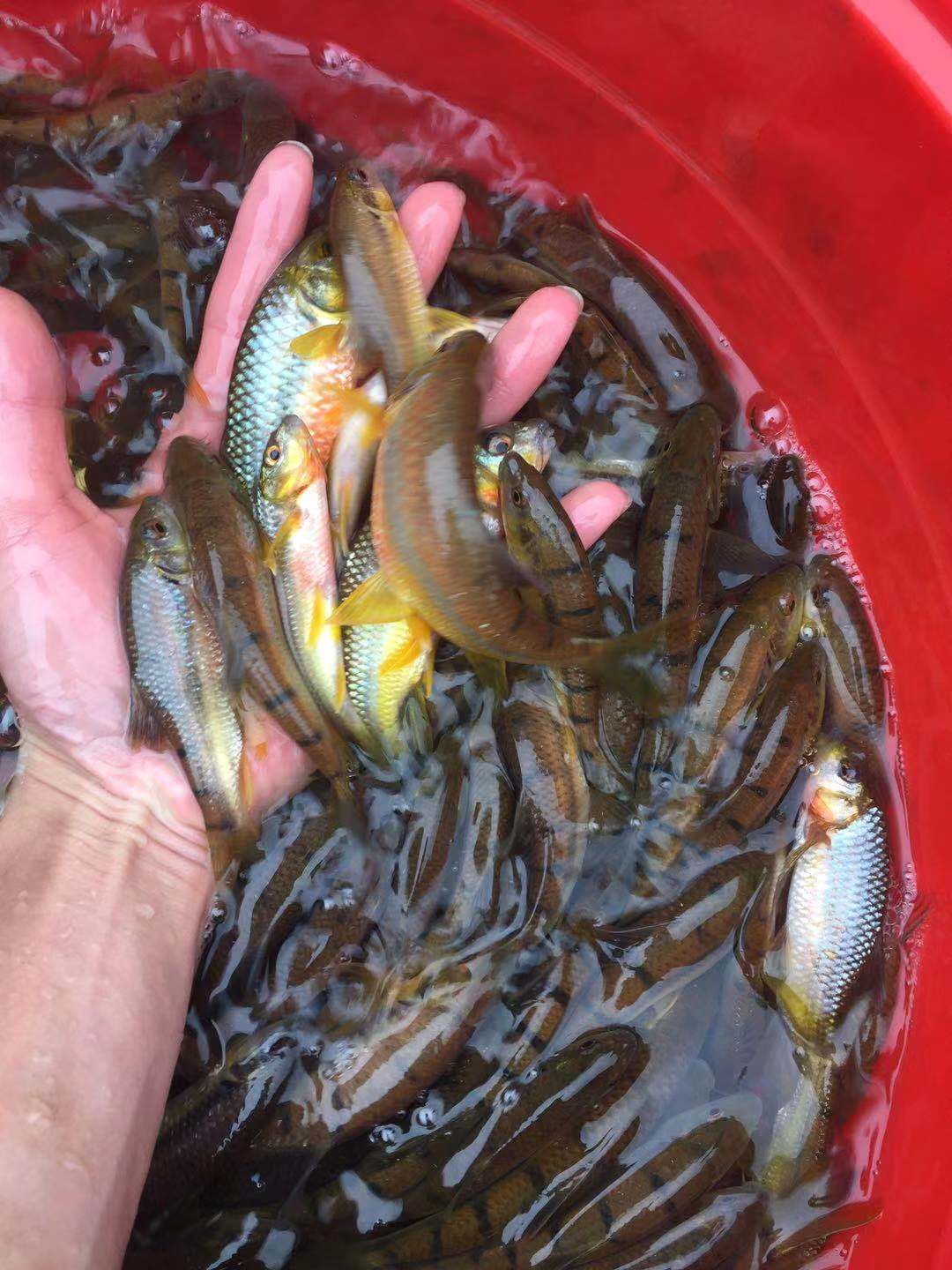 石斑鱼苗 溪石斑鱼 光唇鱼苗
