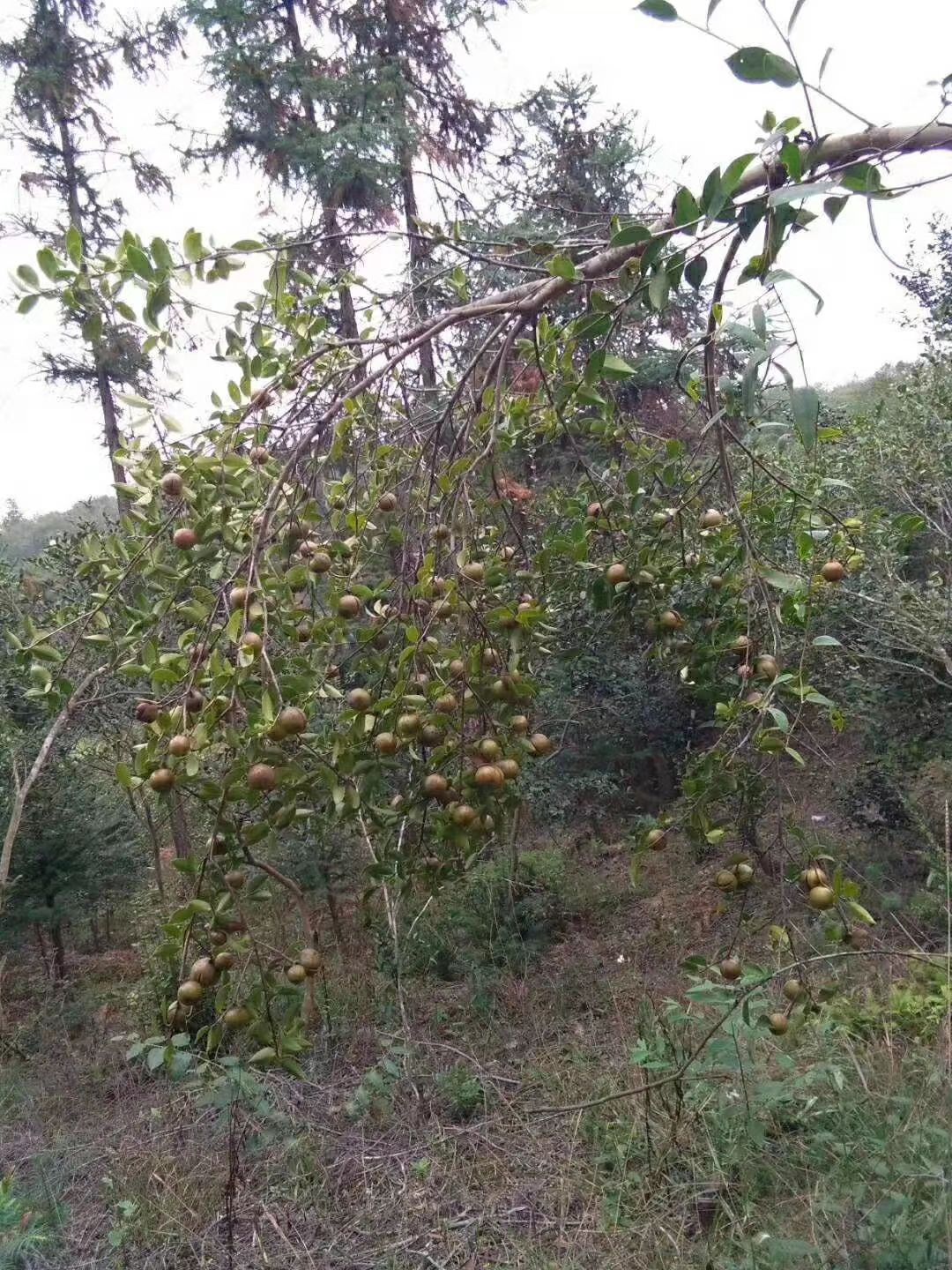 山茶油 茶籽油 非调和油 物理压榨  茶花 中国橄榄油