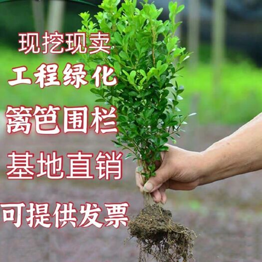 沭阳县小叶黄杨苗瓜子黄杨苗法国冬青苗冬青苗金边黄杨庭院绿篱树苗