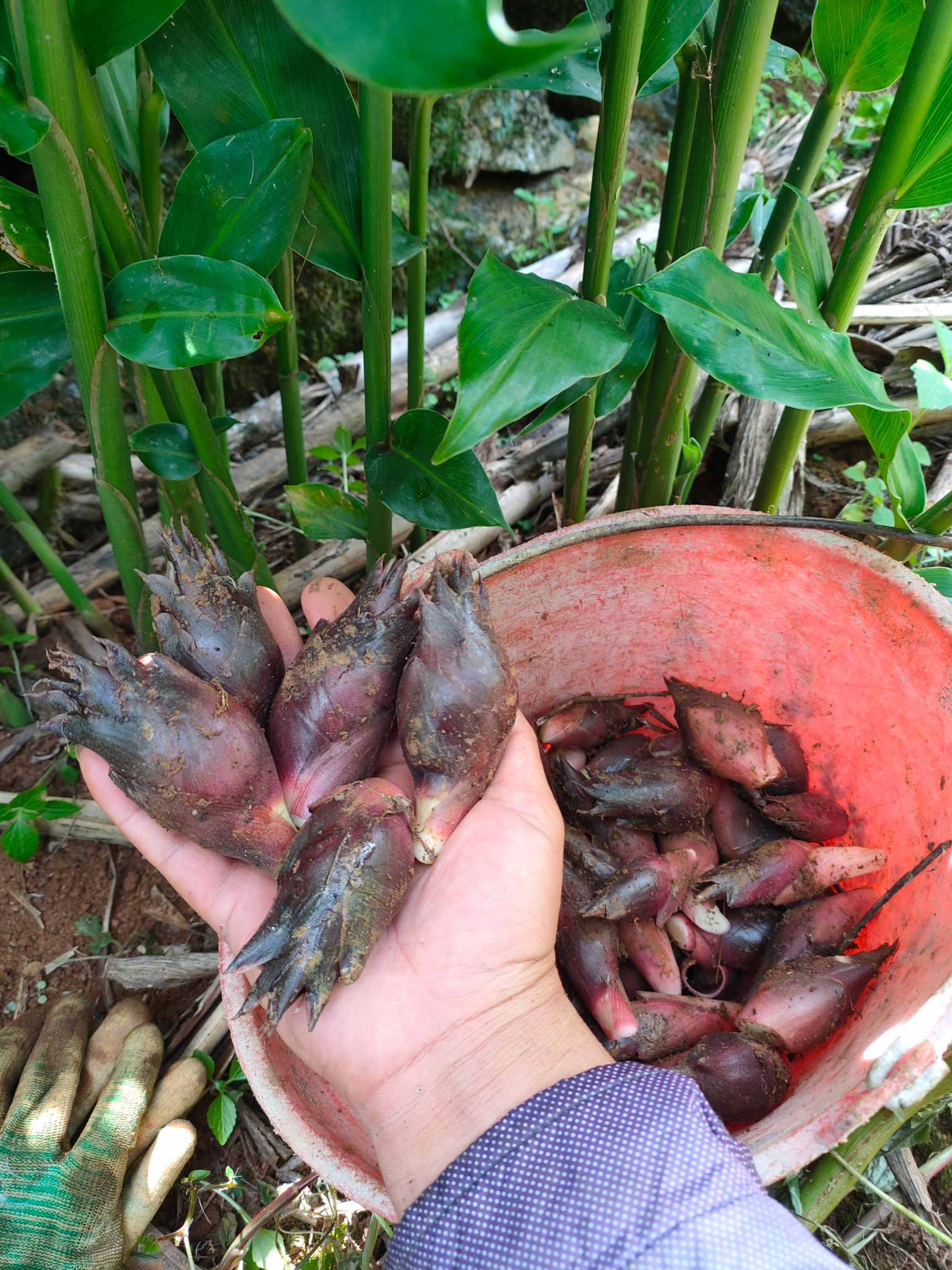  云南阳荷正祖阳阳荷种植