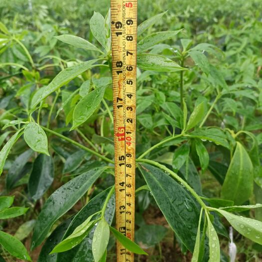 藤县八角树苗  大红八角嫁接苗，木王  罗马种  阵平  黑叶