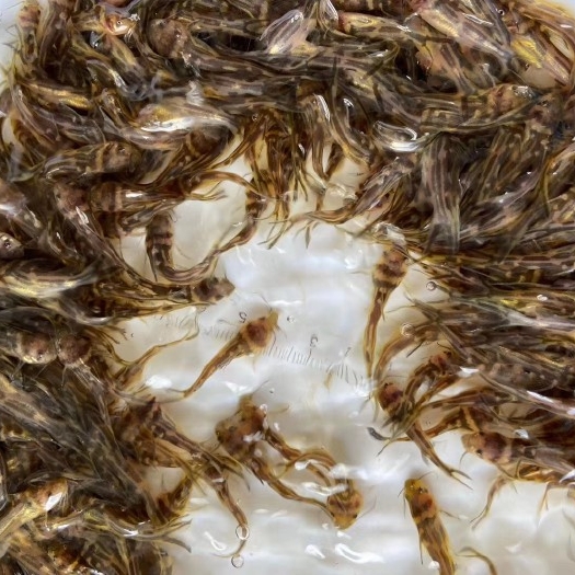 广州 优质黄骨鱼苗 黄辣丁鱼苗 黄颡鱼苗黄丫头淡水鱼