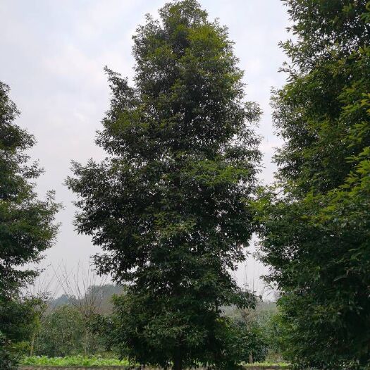 蒲江县桢楠