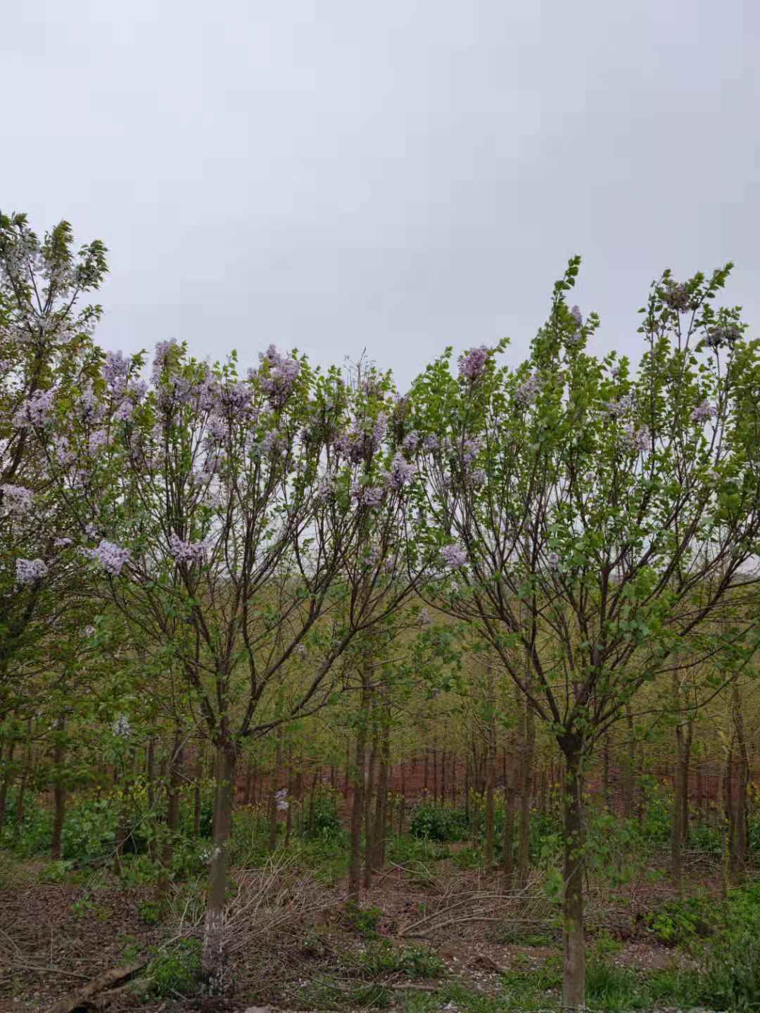  紫丁香 地径6公分，8公分，10公分价格