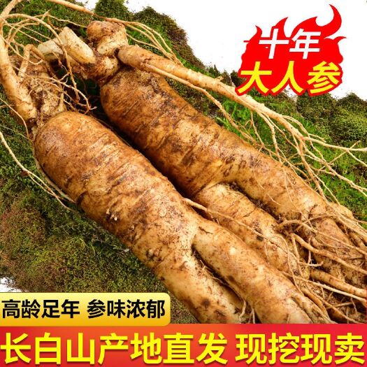 1大个鲜人参8年10年带土大鲜参特产长白山鲜人参泡酒煲汤包邮