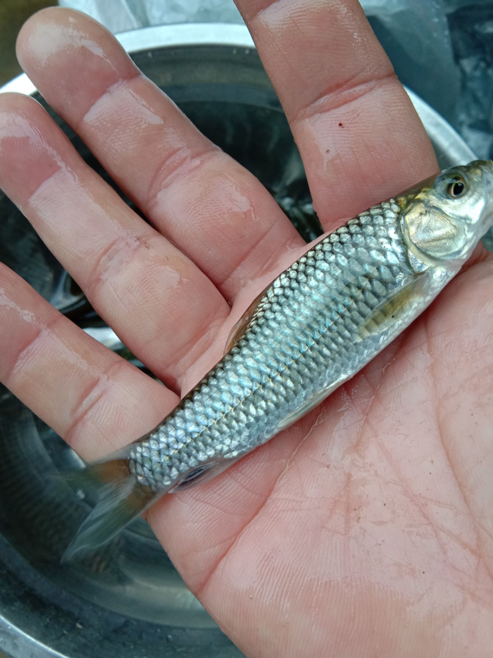 优质青鱼苗，规格齐全，保证质量