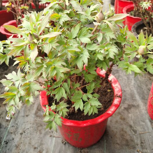 菏泽洛阳红  盆栽牡丹