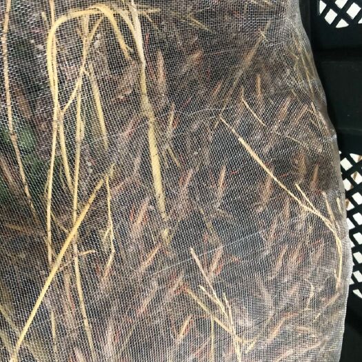 肇庆东亚飞蝗 蝗虫准备有货欢迎订购