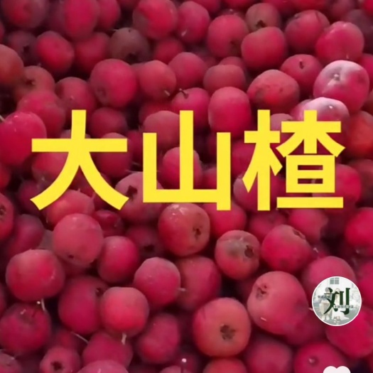 大金星山楂树苗 大山楂树苗！3—5公分！一等品