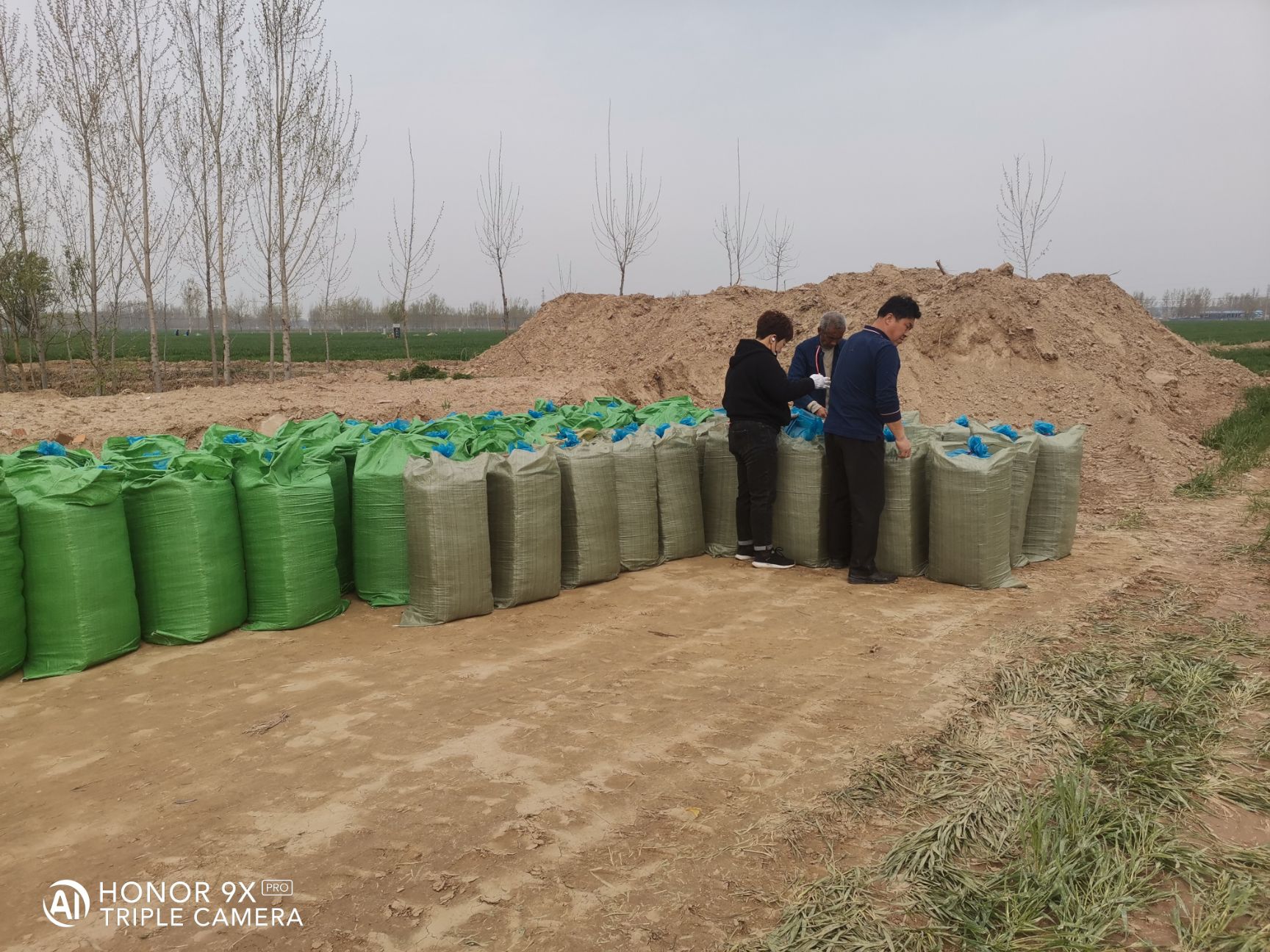 玉米青贮 批发零售青贮和黄贮