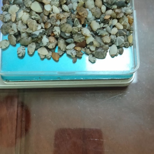 漳浦县花甲  沙 苗 花蛤苗 花蛤沙 沙苗