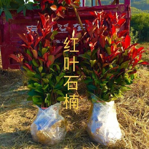 沭阳县红罗宾 红叶石楠苗 四季长青彩色苗 火焰红石楠球 道路篱笆绿