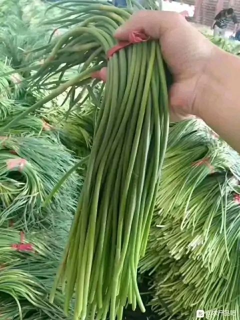 金鄉(xiāng)縣蒜苔 山東金鄉(xiāng)蒜薹耐存，直徑長，色度好！