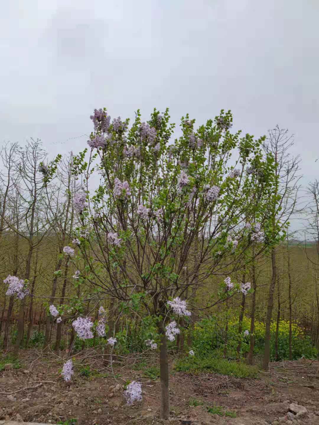  紫丁香 地径6公分，8公分，10公分价格