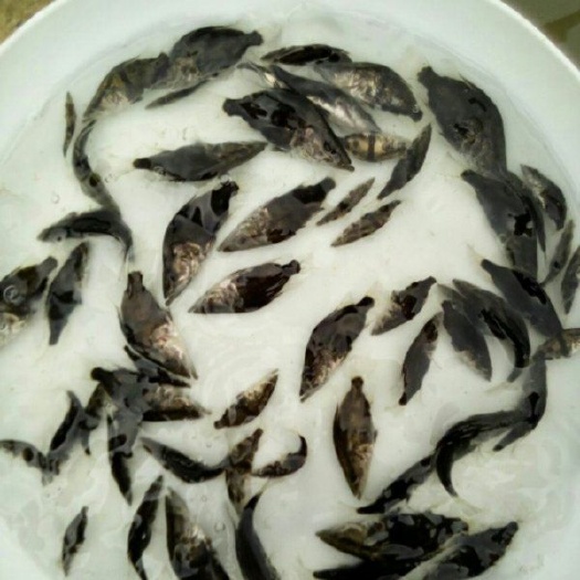 广州鳜鱼苗 桂鱼苗 桂花鱼苗淡水翘嘴鳜鱼苗肉食性路亚季花