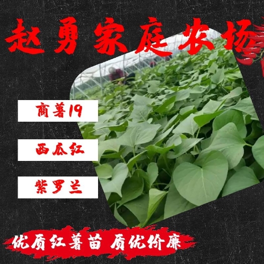 禹州市济薯25红薯苗  优质红薯苗大田剪苗