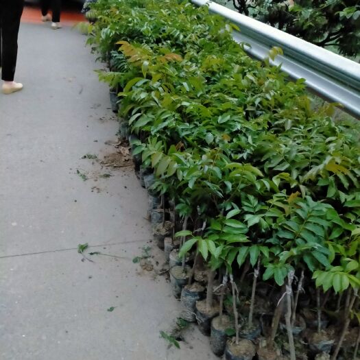 灵山县青橄榄苗  青榄木苗