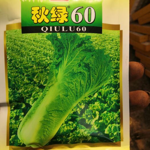 通海县秋绿60白菜苗，茶氏育苗基地常年供应各种各样蔬菜苗，欢迎全国