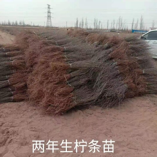 鄂前旗两年生柠条苗，自家种植，基地直供，保证质量，保证一首货源。