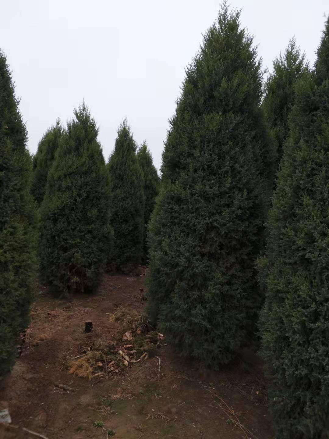 望都塔桧 望都塔侩
