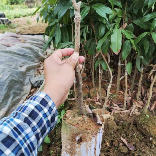 灵山县妃子笑荔枝苗 荔枝苗妃子笑