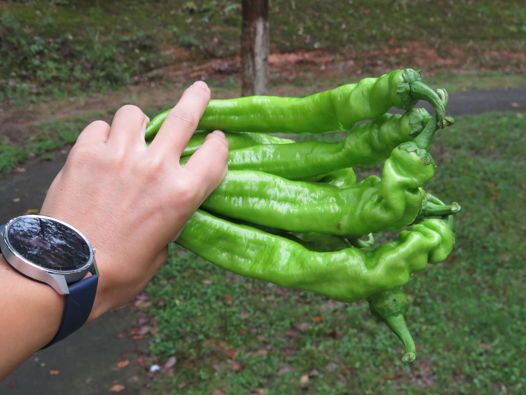 羊角椒苗
