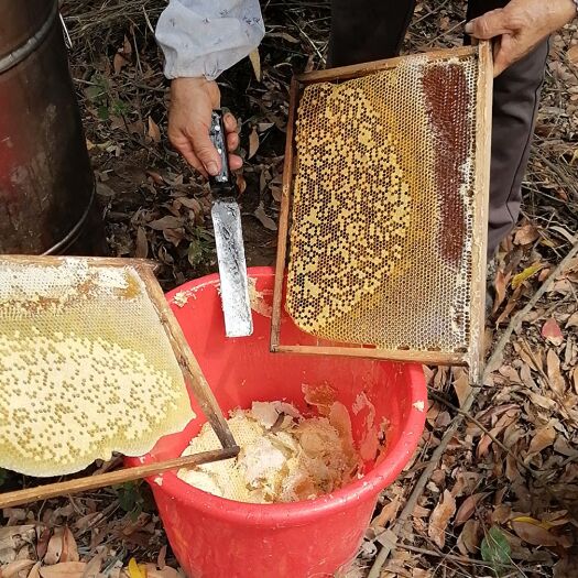 钦州2021年龙眼蜜、荔枝蜜
