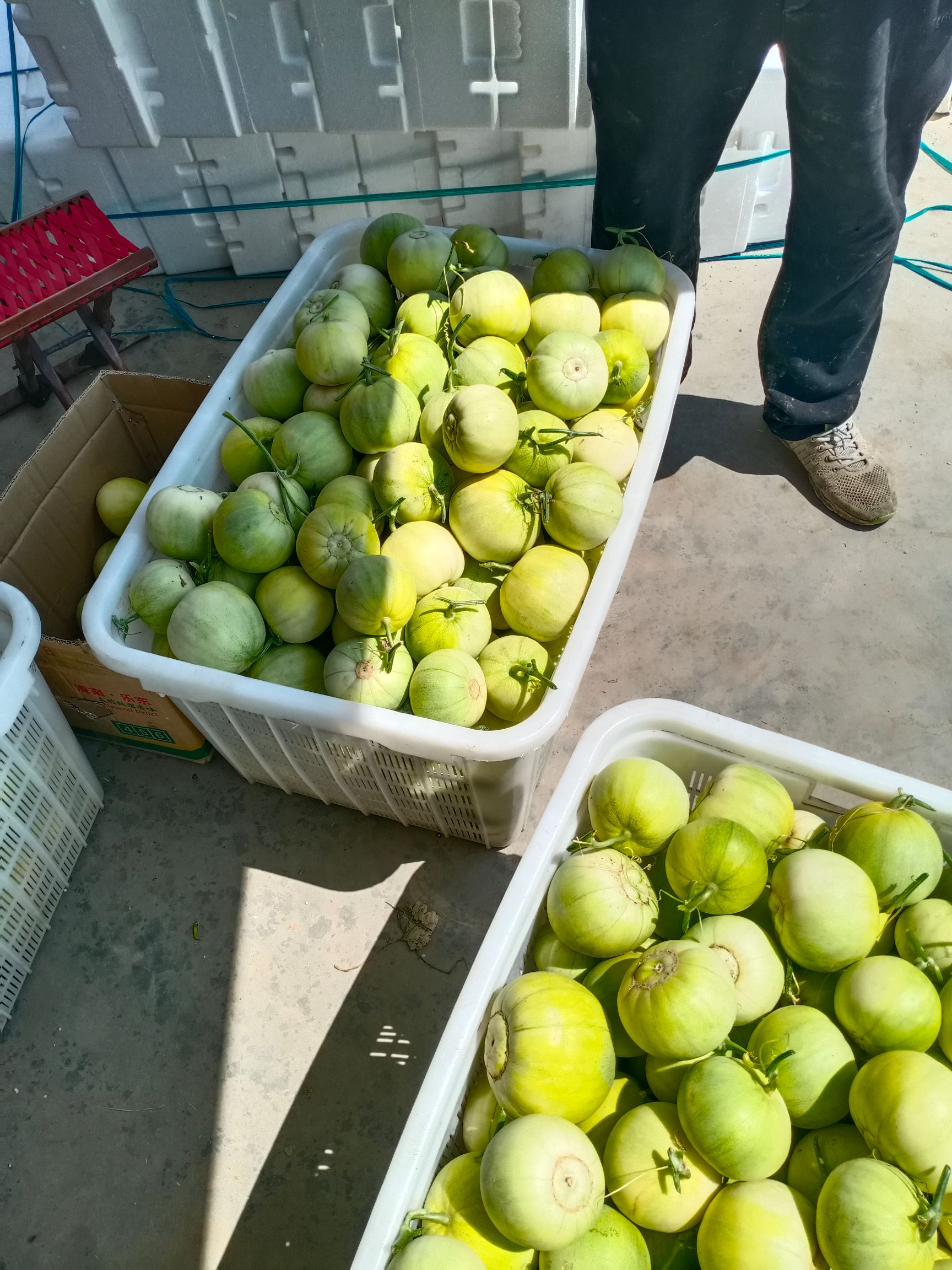【大量供应】莱西精品甜宝甜瓜，接受预定