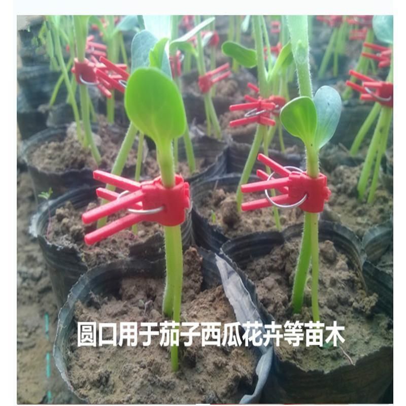  嫁接夹大棚瓜果蔬菜专用圆口夹子平口夹塑料夹瓜果蔬菜嫁接神奇