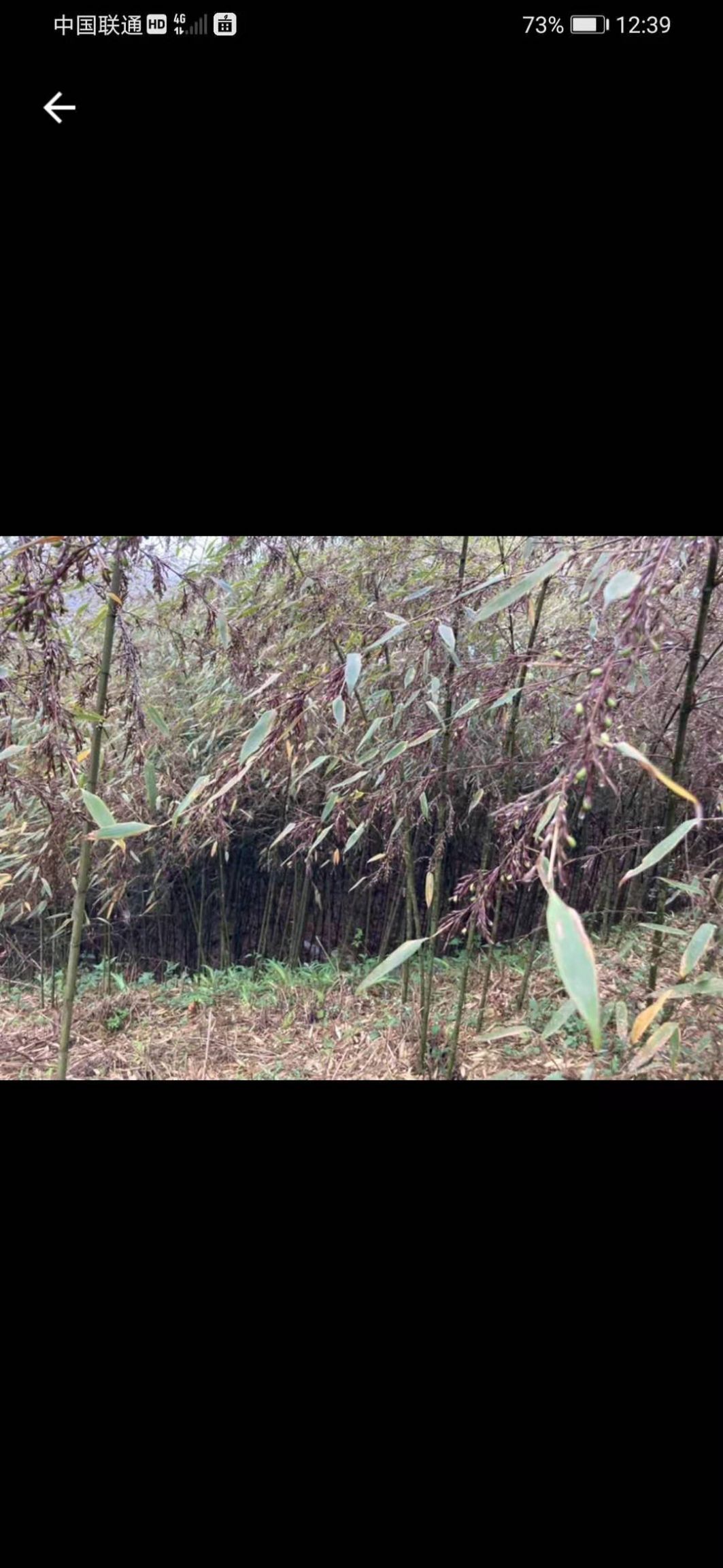  三月竹米
