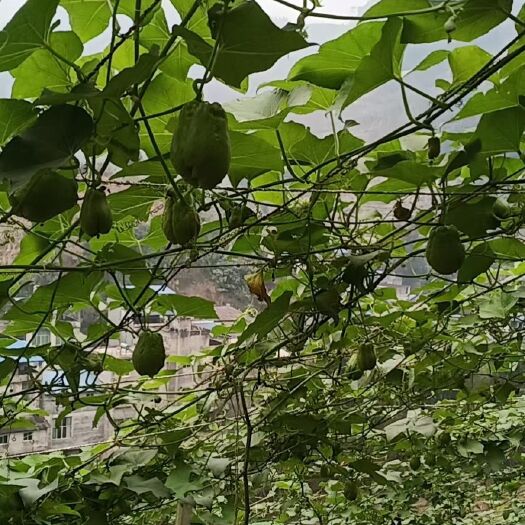 河口县 佛手瓜