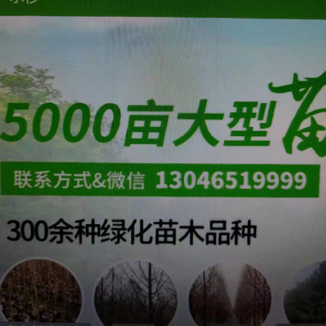  紫丁香价格4公分的价格5公分到12公分紫丁香报价