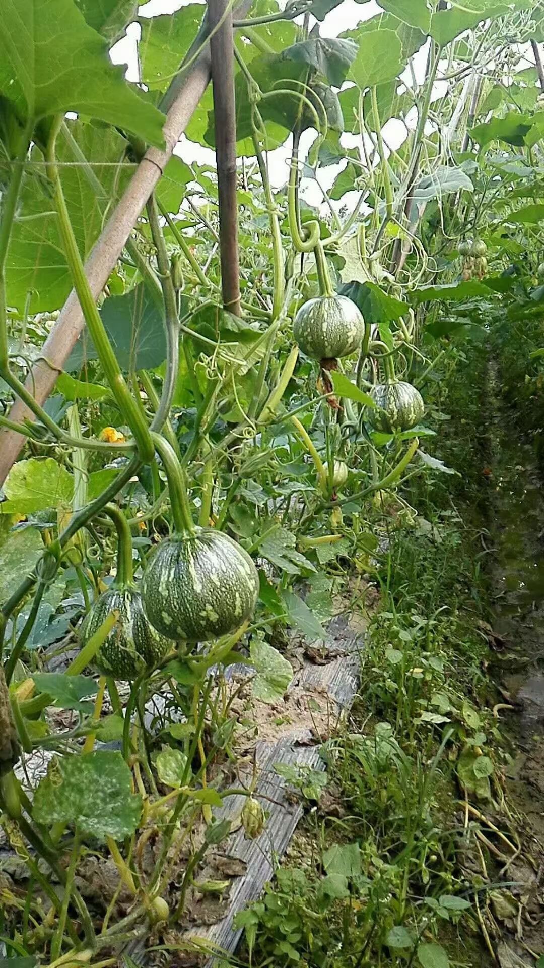 迷你小南瓜种子  嫩南瓜种子，产量高，嫩瓜近圆形，肉厚，口感