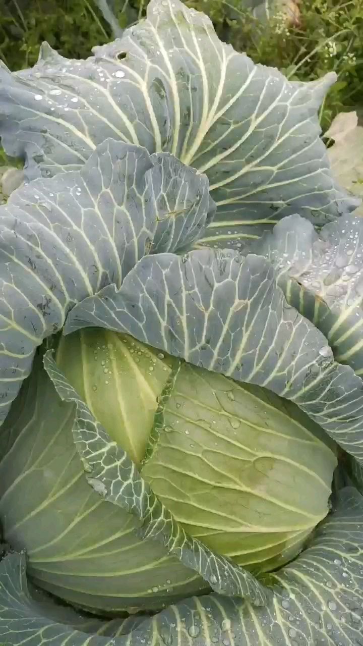 平包菜 湖北省荆门市沙洋县 2.0~2.5斤