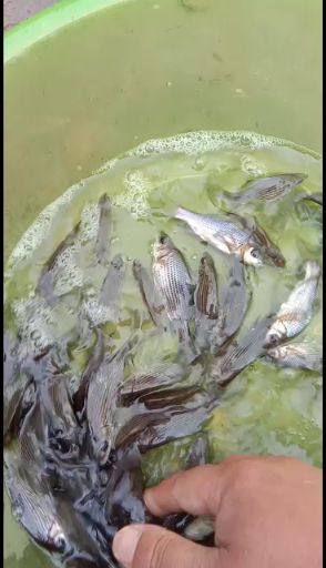 鲤鱼苗  优质鱼苗，规格齐全，保证质量基地直供