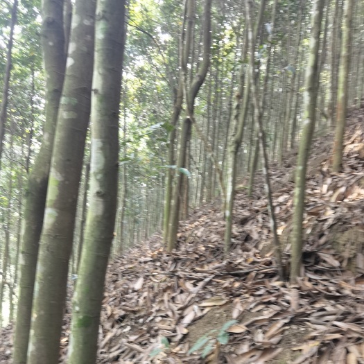 屏边县厚肉桂 普通桂皮