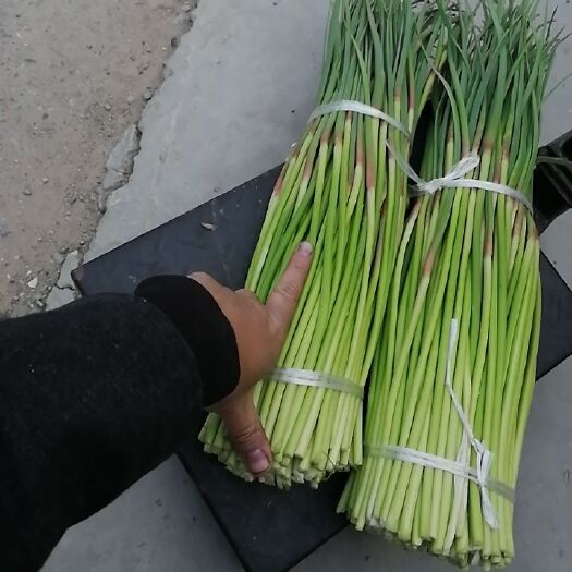 宁陵县红帽蒜苔  新鲜内蒜苔