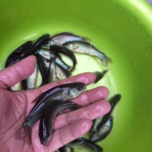 广州 丁桂鱼苗丁岁鱼种苗须岁鱼种苗淡水养殖丁鲑鱼丁贵鱼