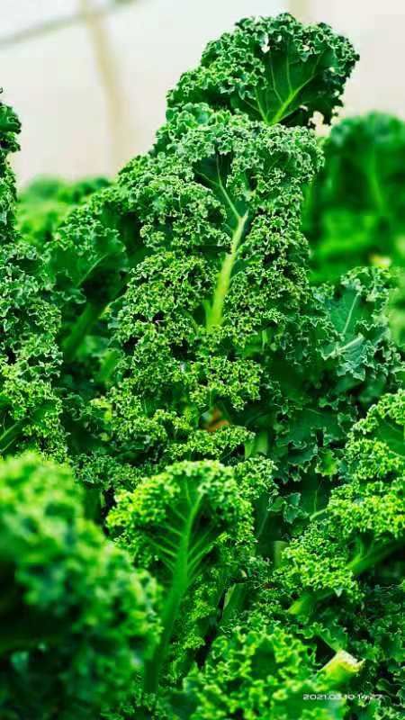 【云南新农妹】羽衣甘蓝kale新鲜蔬菜嫩叶健身减脂榨汁蔬菜