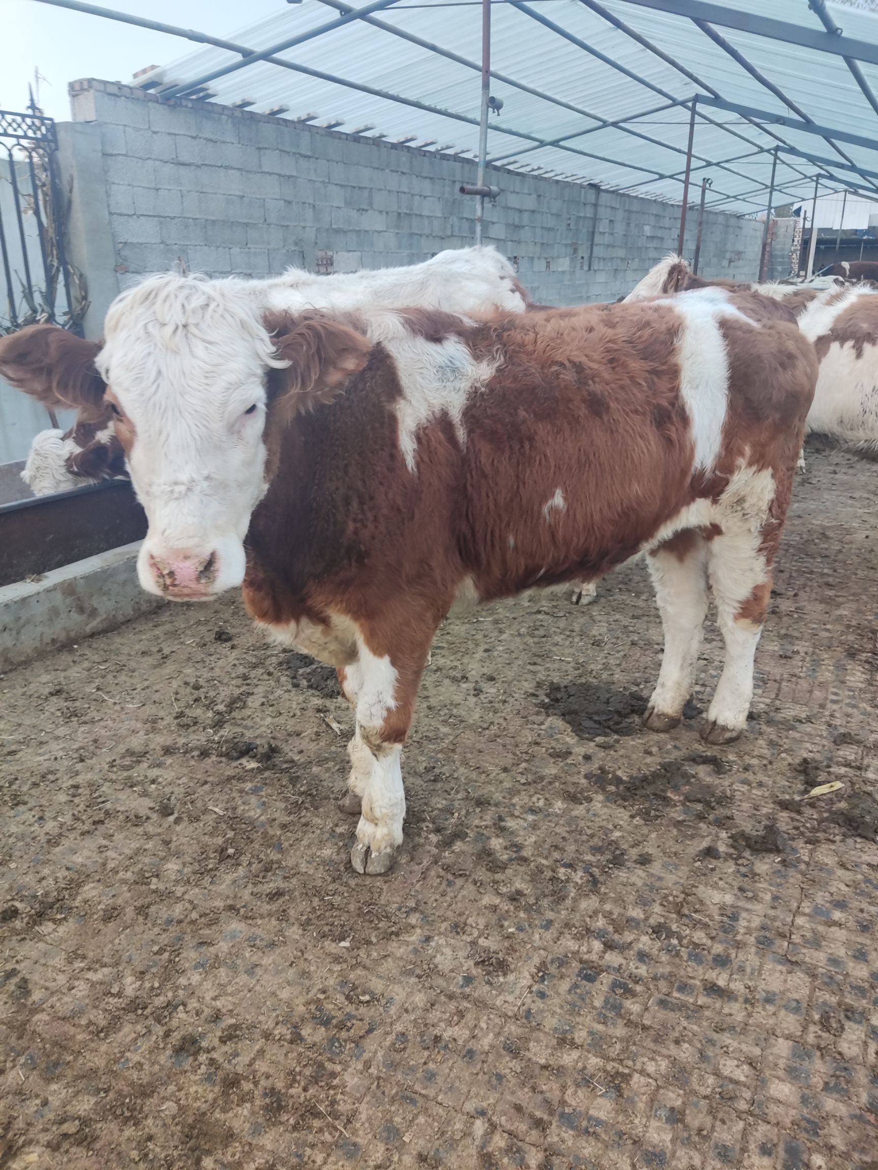 肉牛  西门塔牛，怀孕母牛兴旺家庭养殖农场自繁殖自销售生长