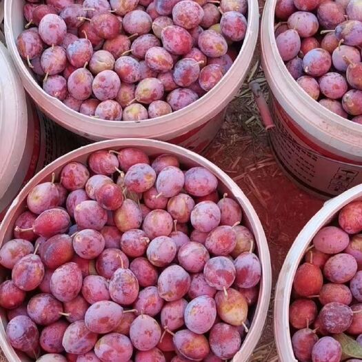 伽师县新疆喀什伽师莎车法兰西西梅基地自有果园1000亩优质供应商