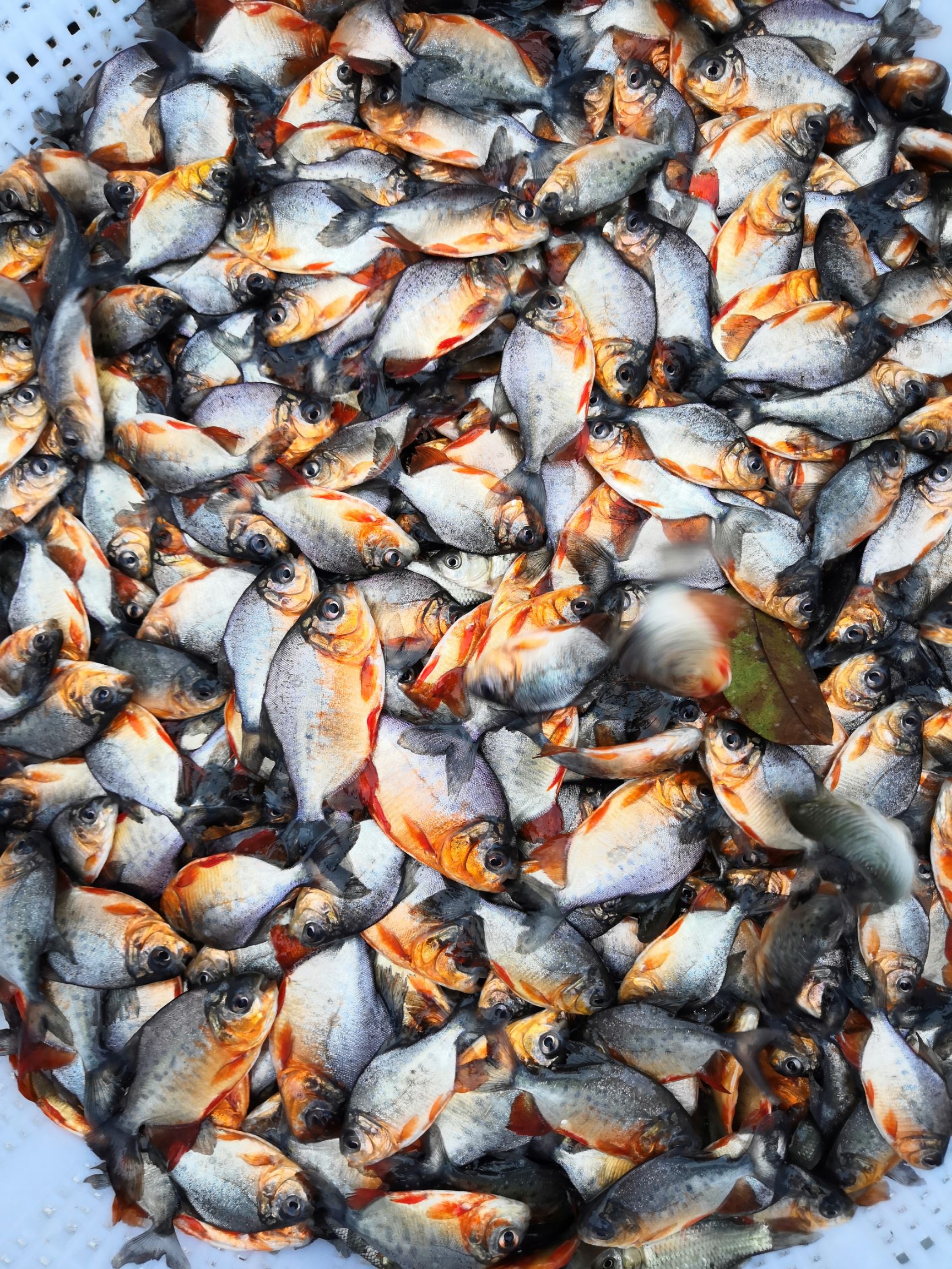  鲳鱼苗，红鲳鱼苗，淡水白鲳鱼苗
