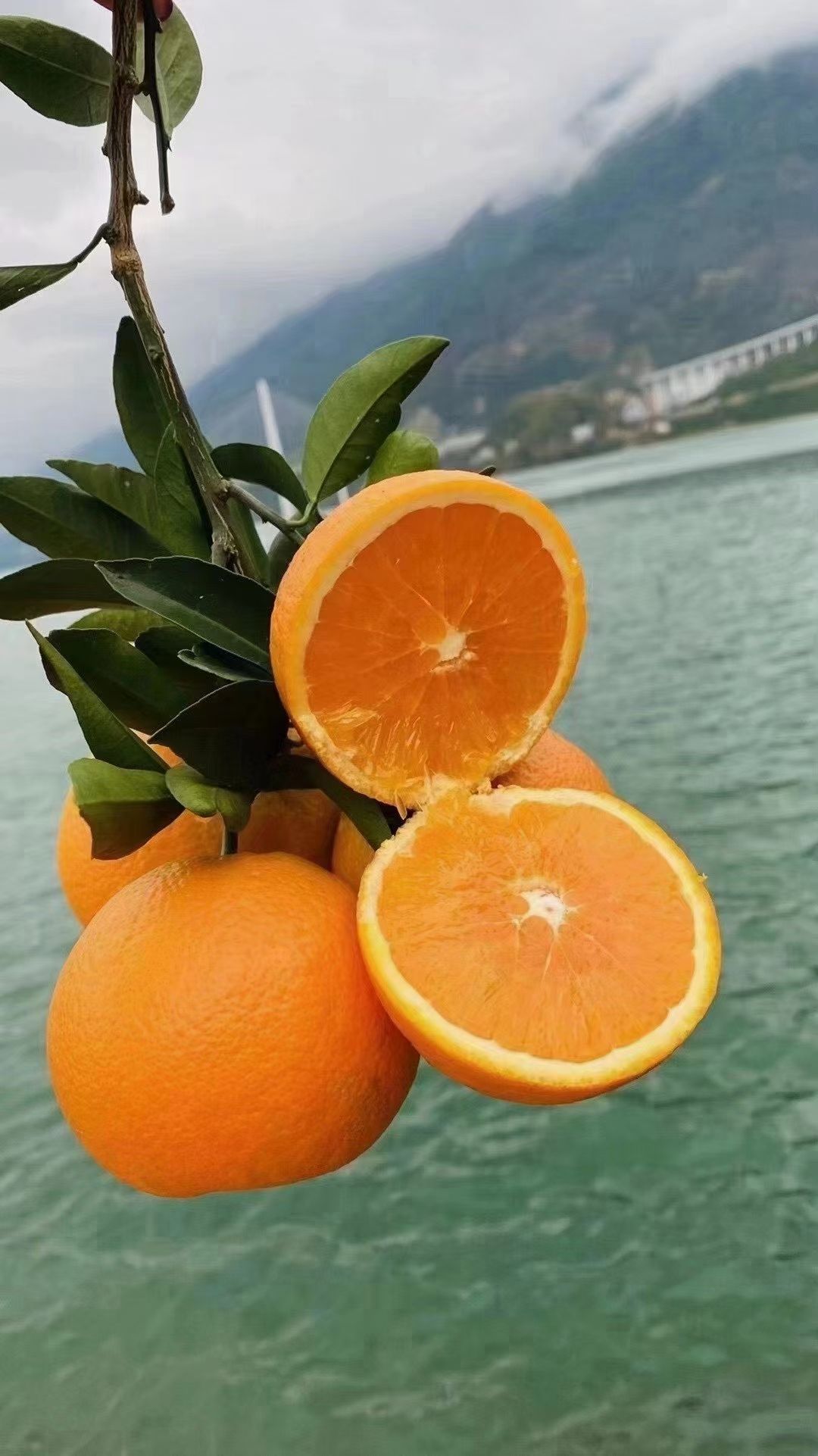 伦晚脐橙  顺丰包邮果肉饱满多汁味甜