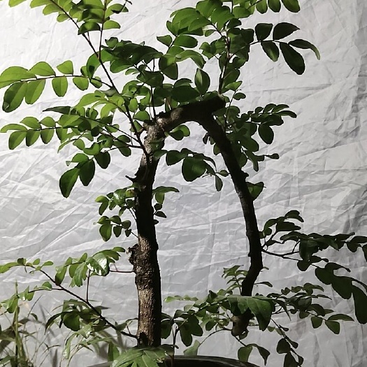 施甸县清香木盆栽 云南红芽清香木老桩盆景，大小形状不同看图议价600元起/盆