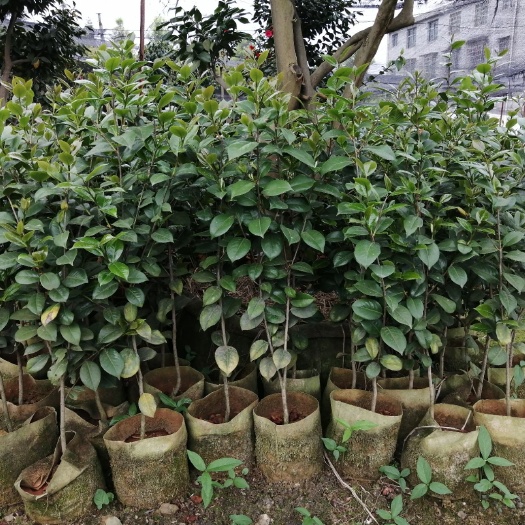 桂阳县红露珍茶花