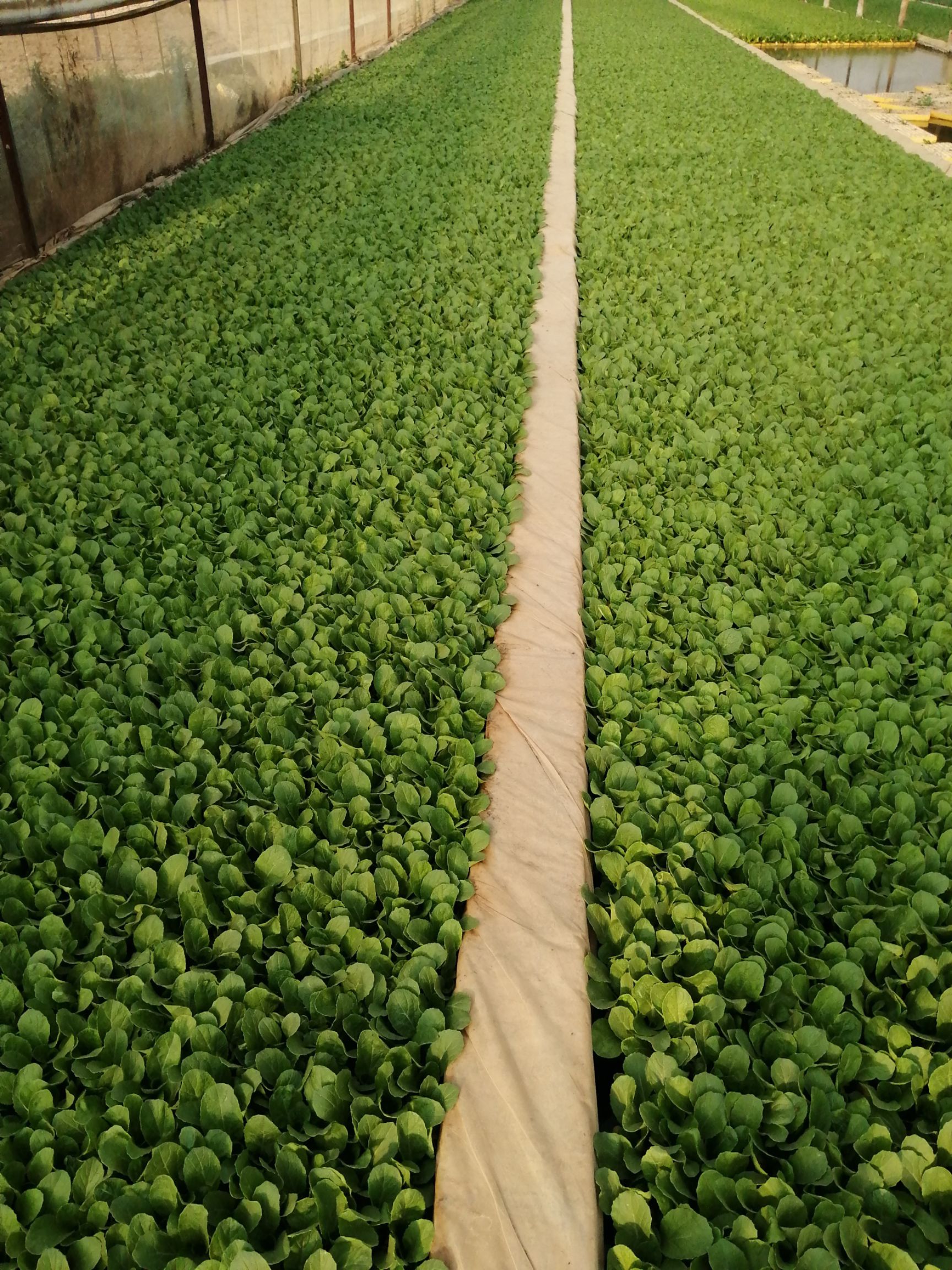 娃娃菜种苗  娃娃菜苗，