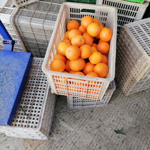奉节脐橙 重庆市重庆市奉节县 一级果 