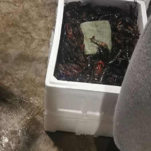 武汉 淡水龙虾